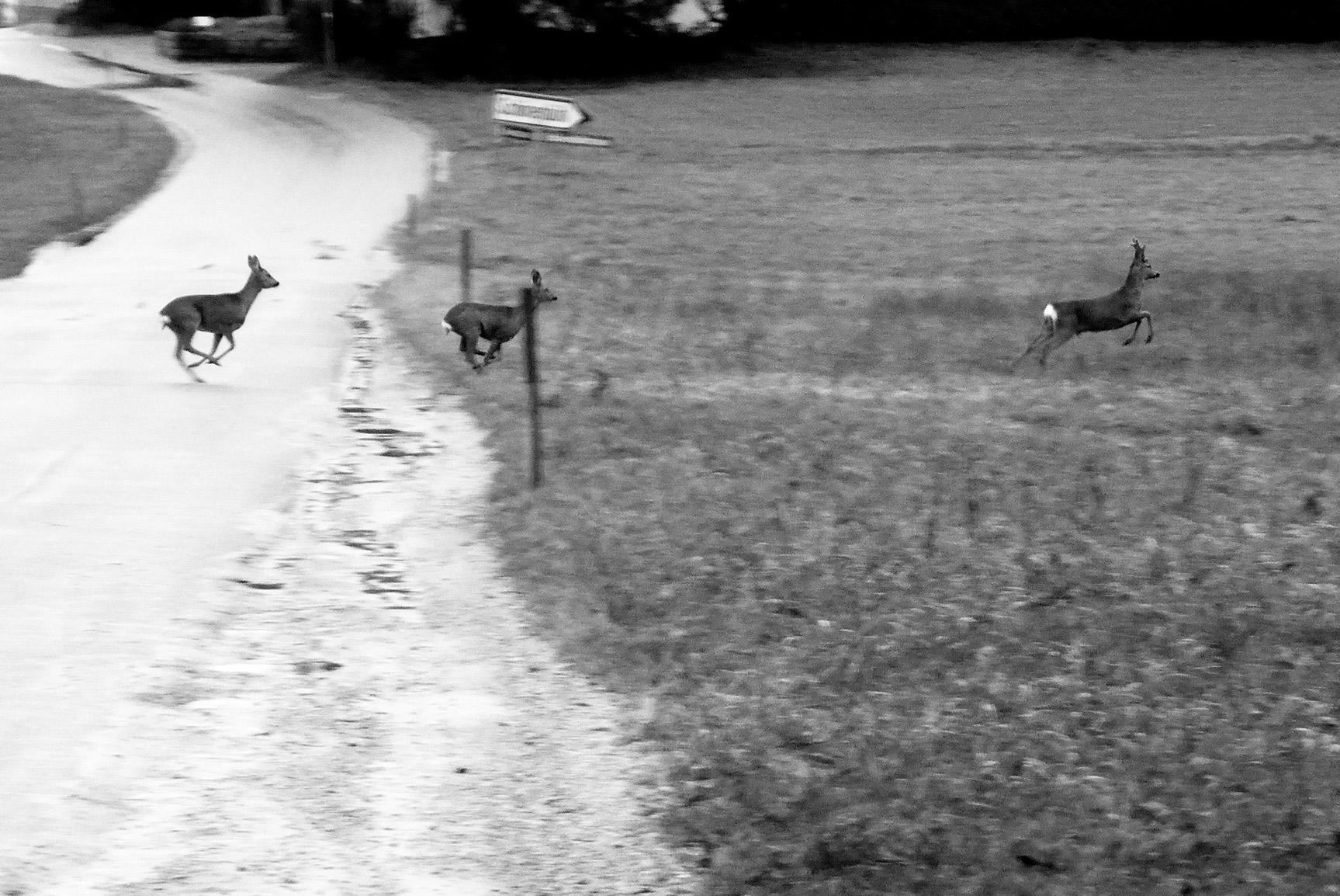 Rehe_2023